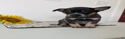Australian Cattle Dog dogs for sale: Piper  - Ad 3