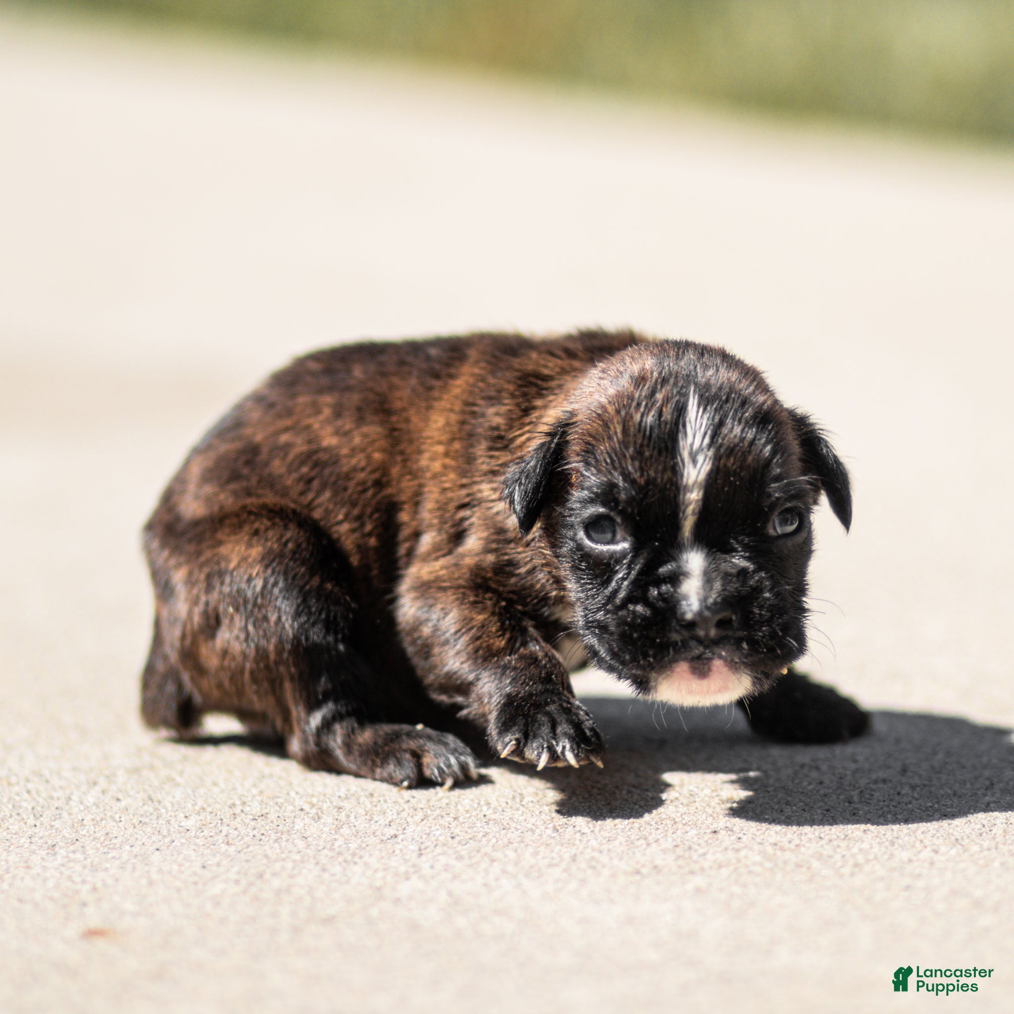 Boxer dogs Larry Boxer Puppy  - Ad 2