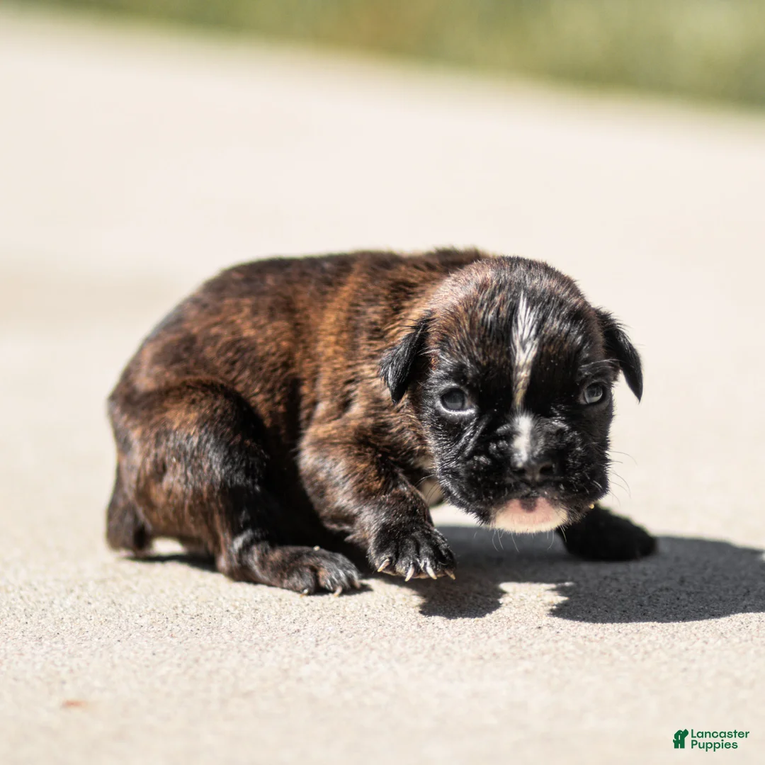 Boxer dogs for sale: Larry Boxer Puppy  - Ad 2