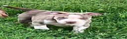 American Bully dogs for sale: American bully Puppy 2 - Ad 2