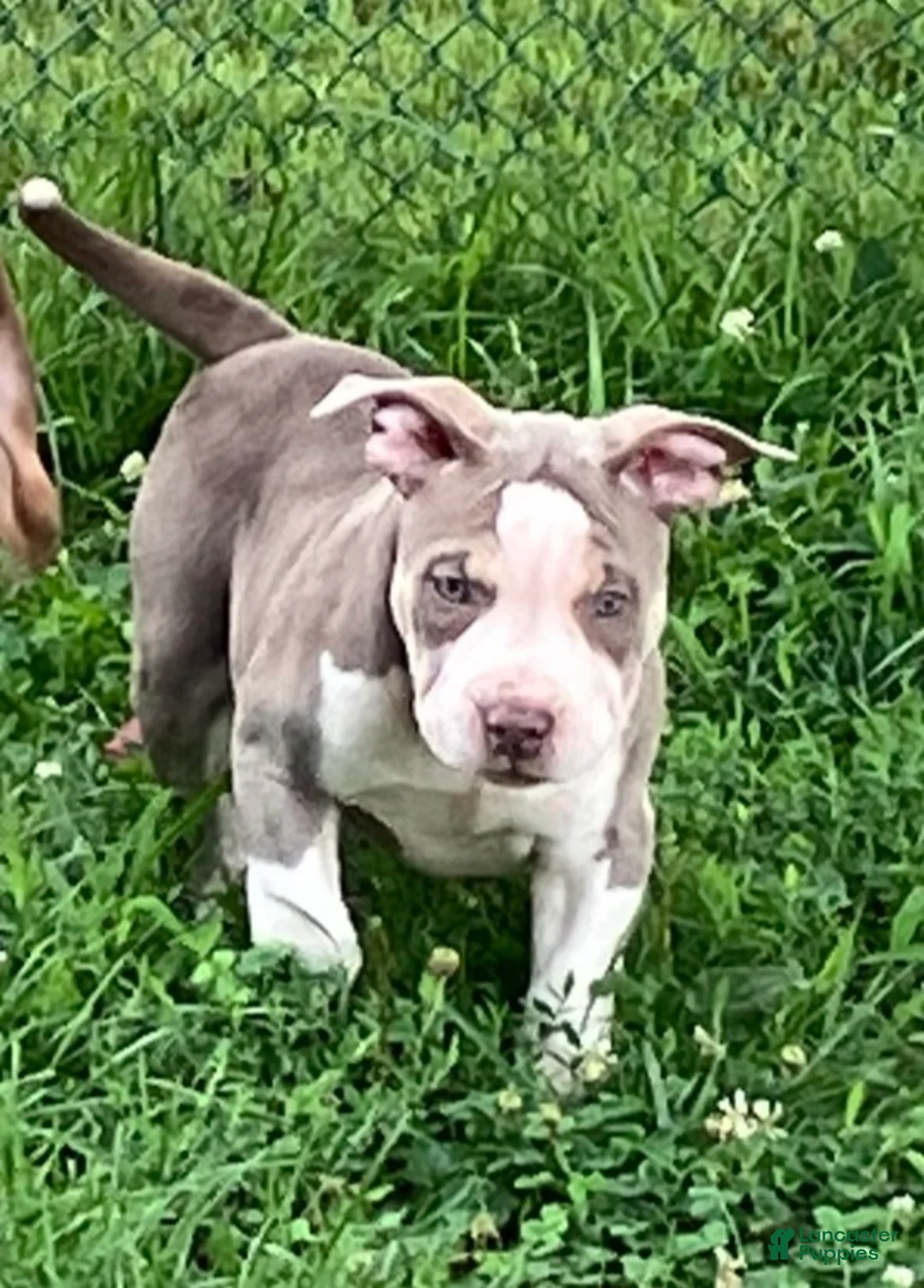 American Bully dogs for sale: American bully Puppy 2 - Ad 2