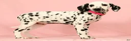 Dalmatian dogs for sale: Tulip - Ad 4