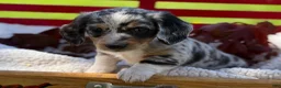 Miniature Dachshund dogs for sale: Beau - Ad 5