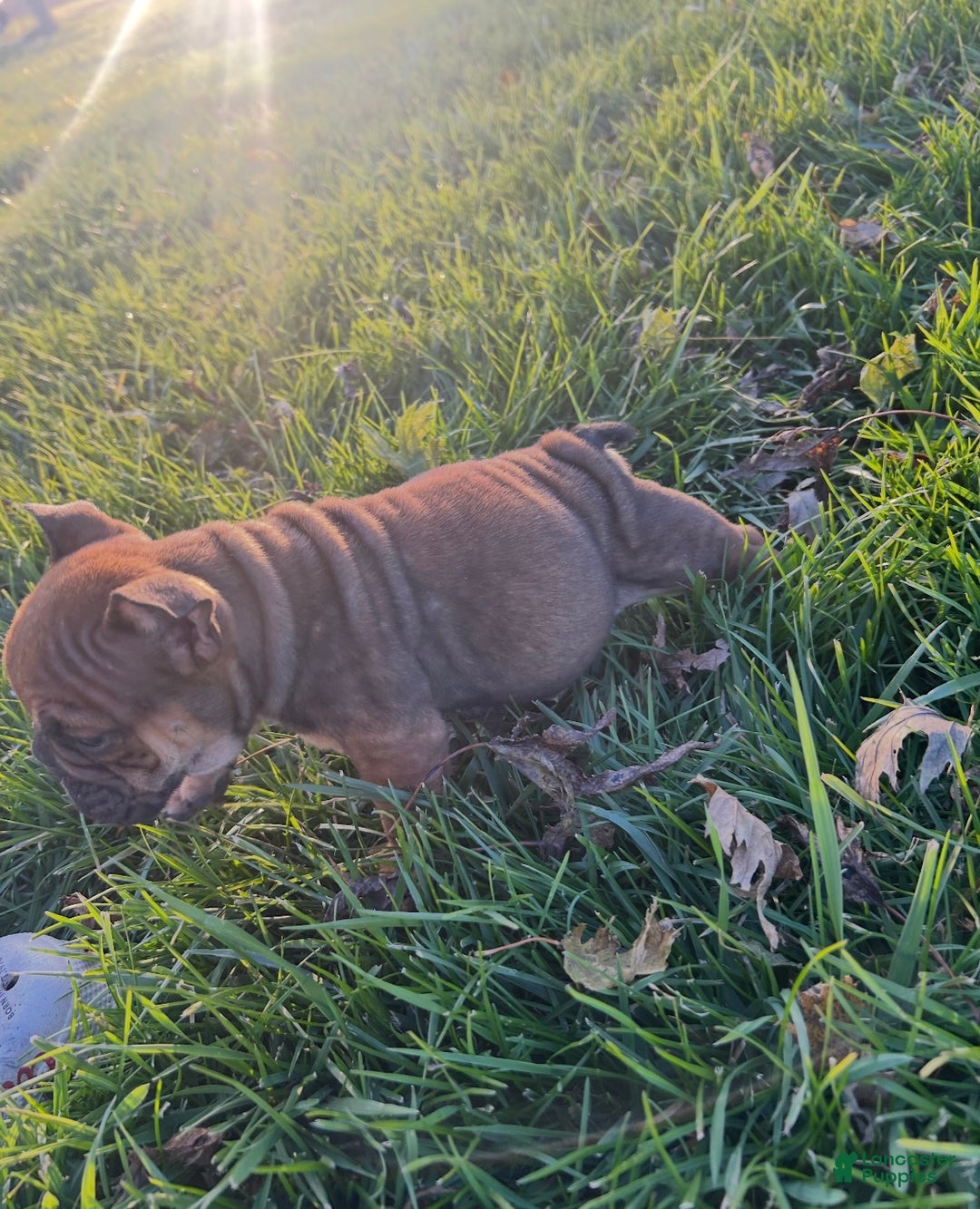 English Bulldog dogs for sale: Lucy - Ad 34