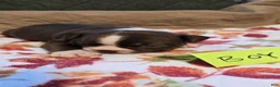 Boston Terrier dogs for sale: Boston Terrier 3 - Ad 16