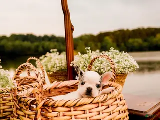 French Bulldog dogs for sale: French Bulldog Puppy 1 - Ad 1
