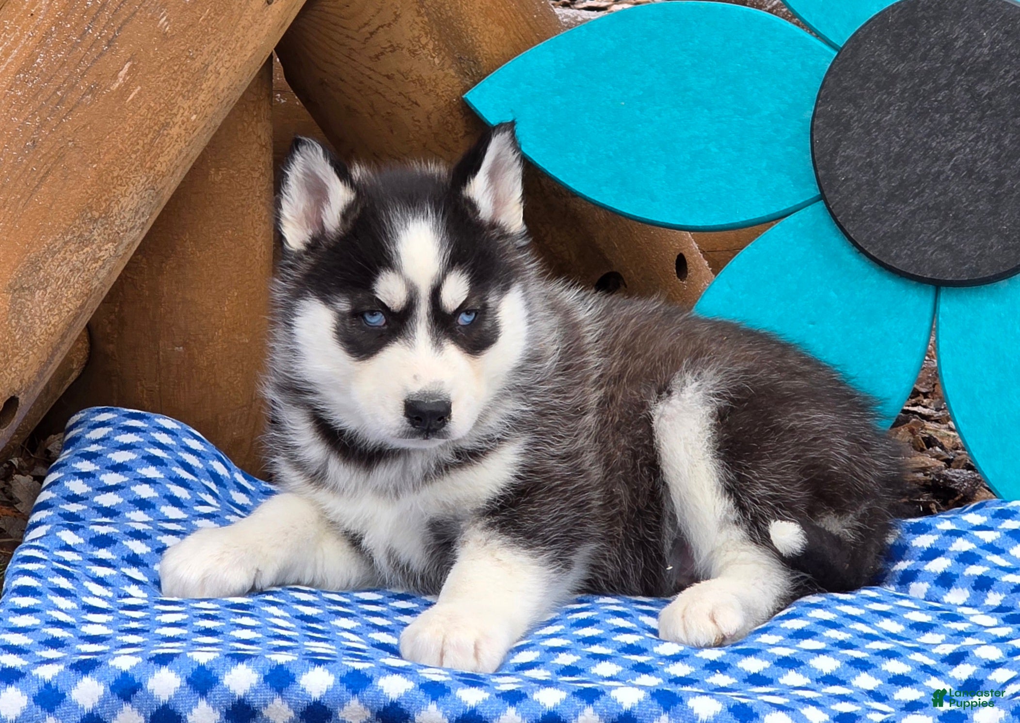 Siberian Husky dogs Tucker - Ad 1