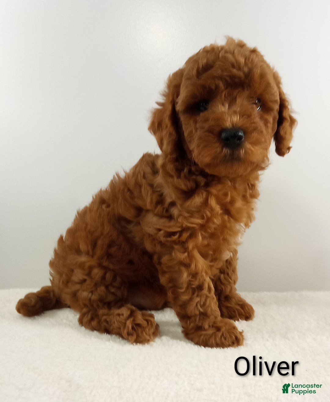 Toy Poodle dogs for sale: Oliver-AKC  - Ad 1