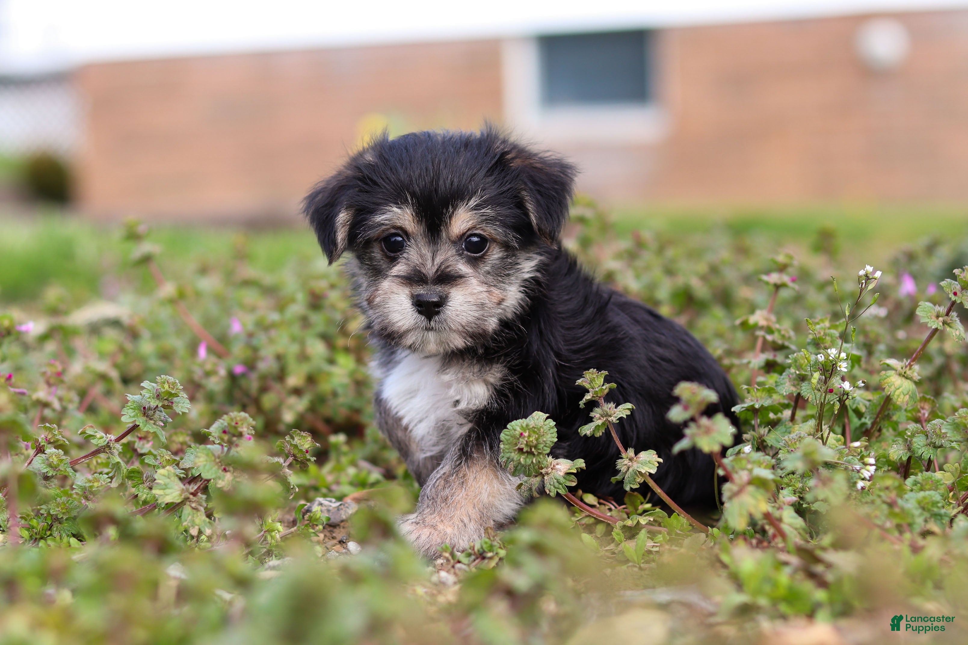Morkie dogs Kobe - Ad 1