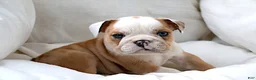 English Bulldog dogs for sale: Dante - Ad 4