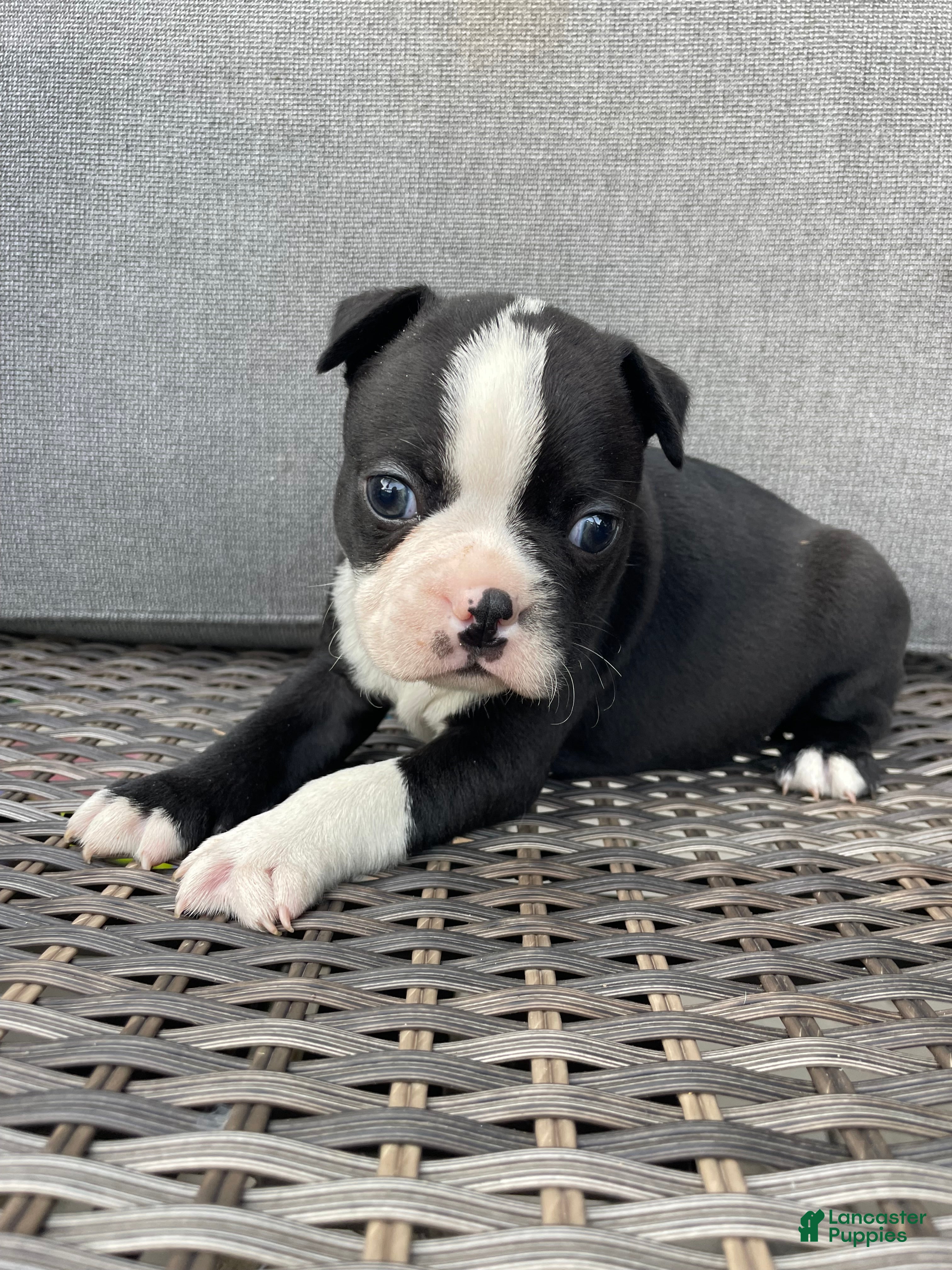Boston Terrier dogs Boston Terrier 7 - Ad 14