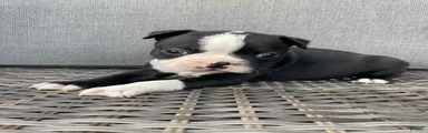 Boston Terrier 7