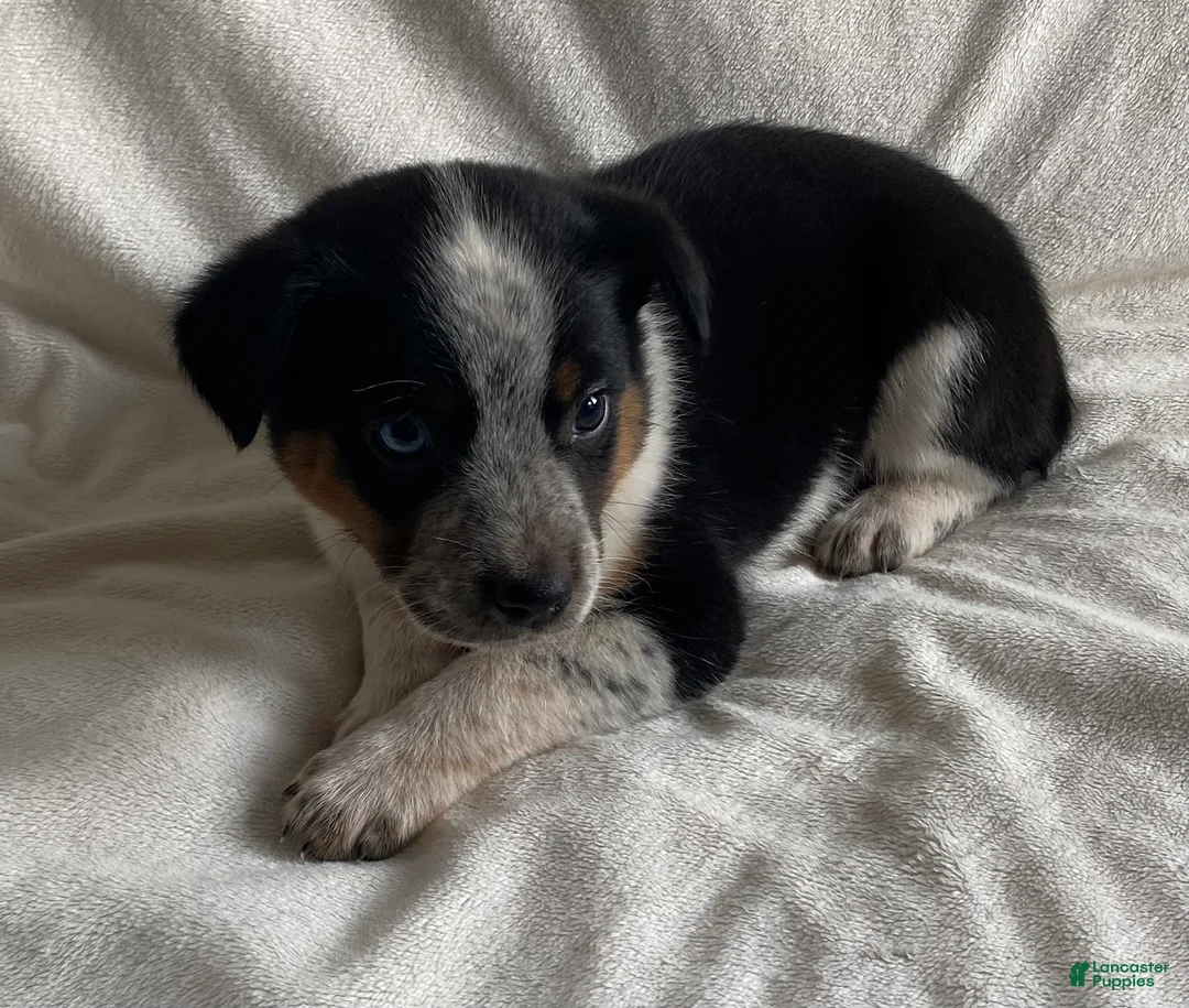 Mixed Breed dogs for sale: Maxie - Ad 4