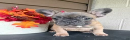 French Bulldog dogs for sale: Savannah - Ad 5