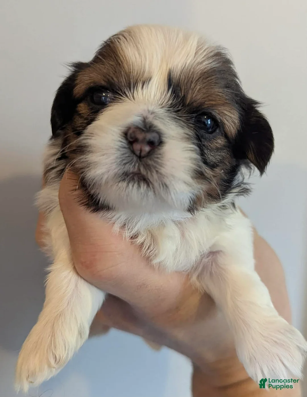 Shih Tzu dogs for sale: Ava - Ad 1