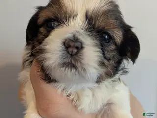 Shih Tzu dogs Ava - Ad 33