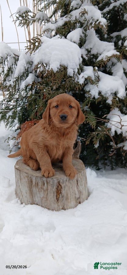 Golden Retriever dogs Marco - Ad 2