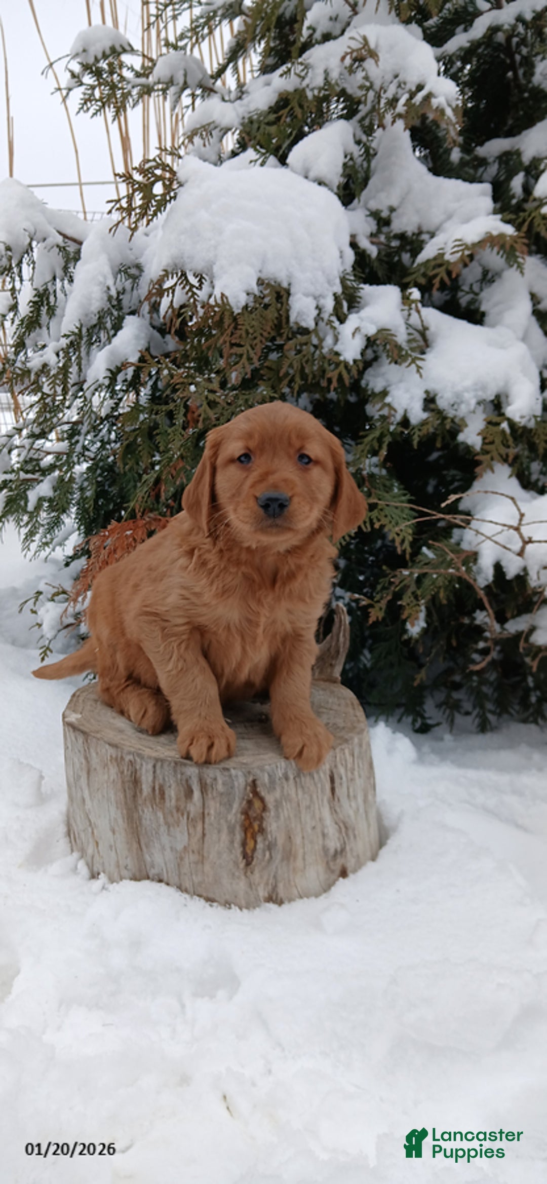 Golden Retriever dogs for sale: Marco - Ad 2