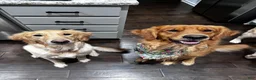 Golden Retriever dogs for sale: Blue collar - Ad 3