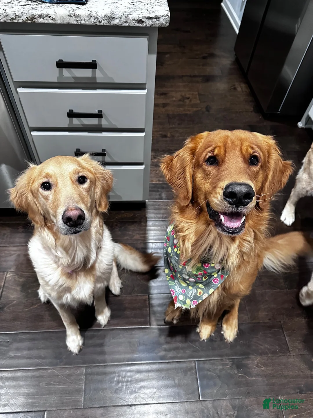Golden Retriever dogs for sale: Blue collar - Ad 3