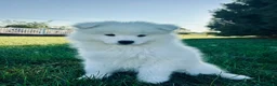 Samoyed dogs for sale: Iris - Ad 4
