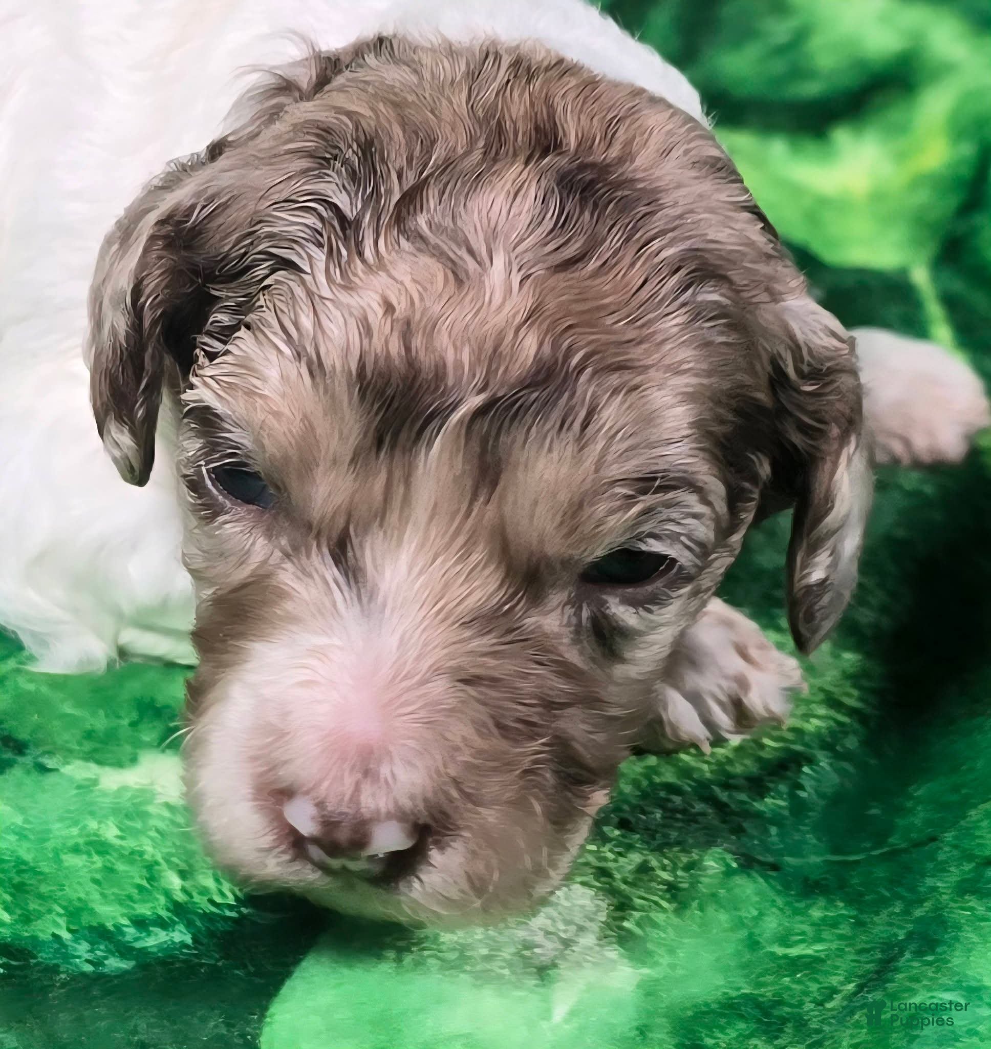 Mini Goldendoodle dogs Pippin - Ad 22