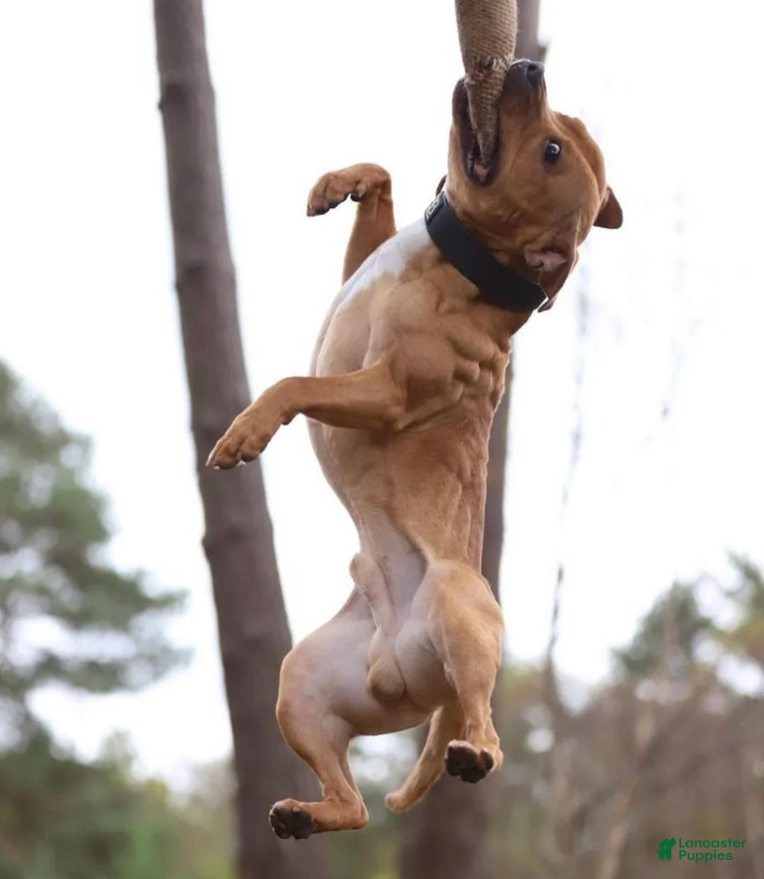 American Pit Bull Terrier dogs for stud: 🔥DAX🔥 - Ad 3