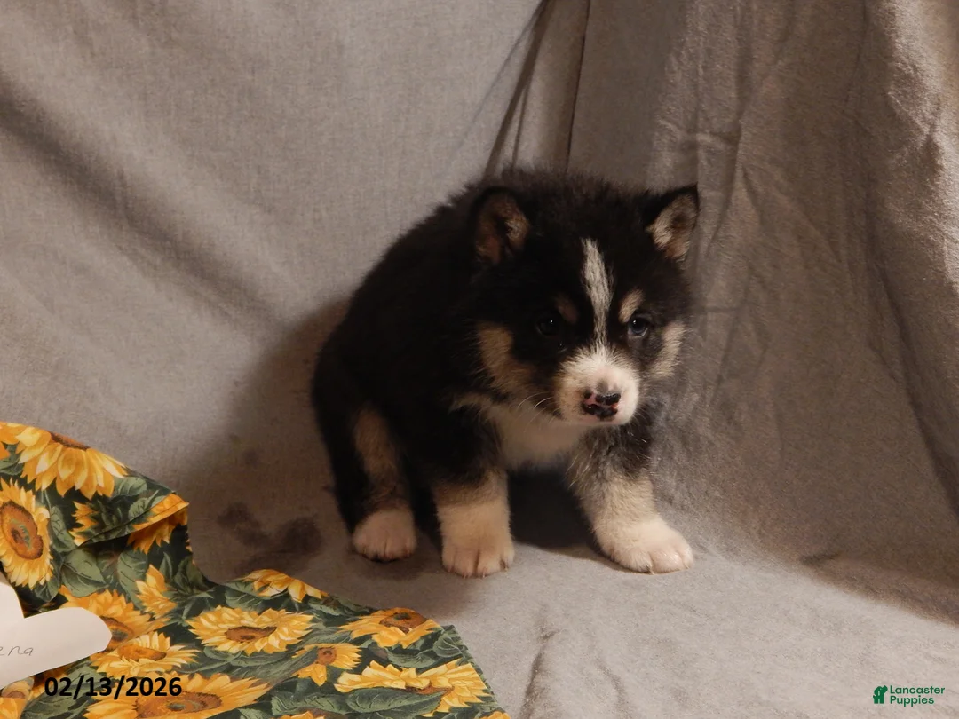 Pomsky dogs for sale: Serena  - Ad 3