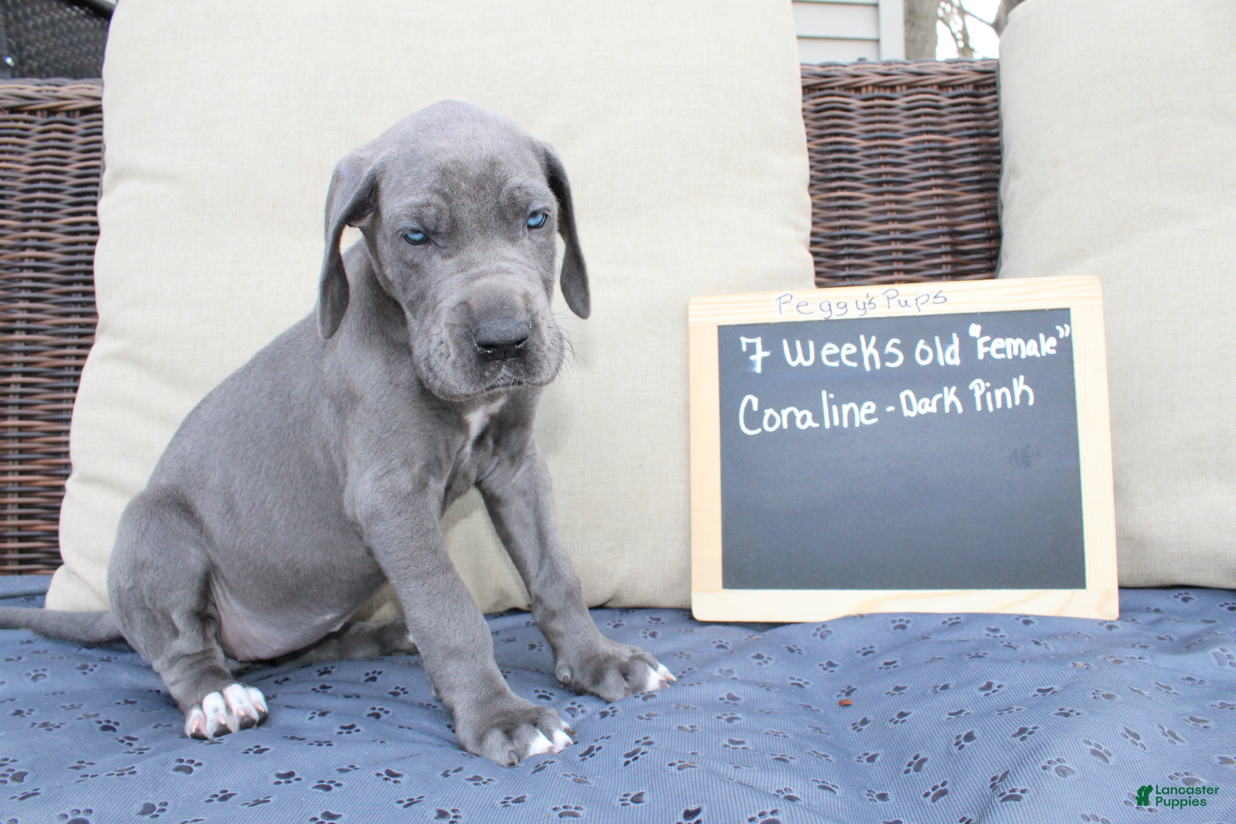 Great Dane dogs Coraline - Ad 4