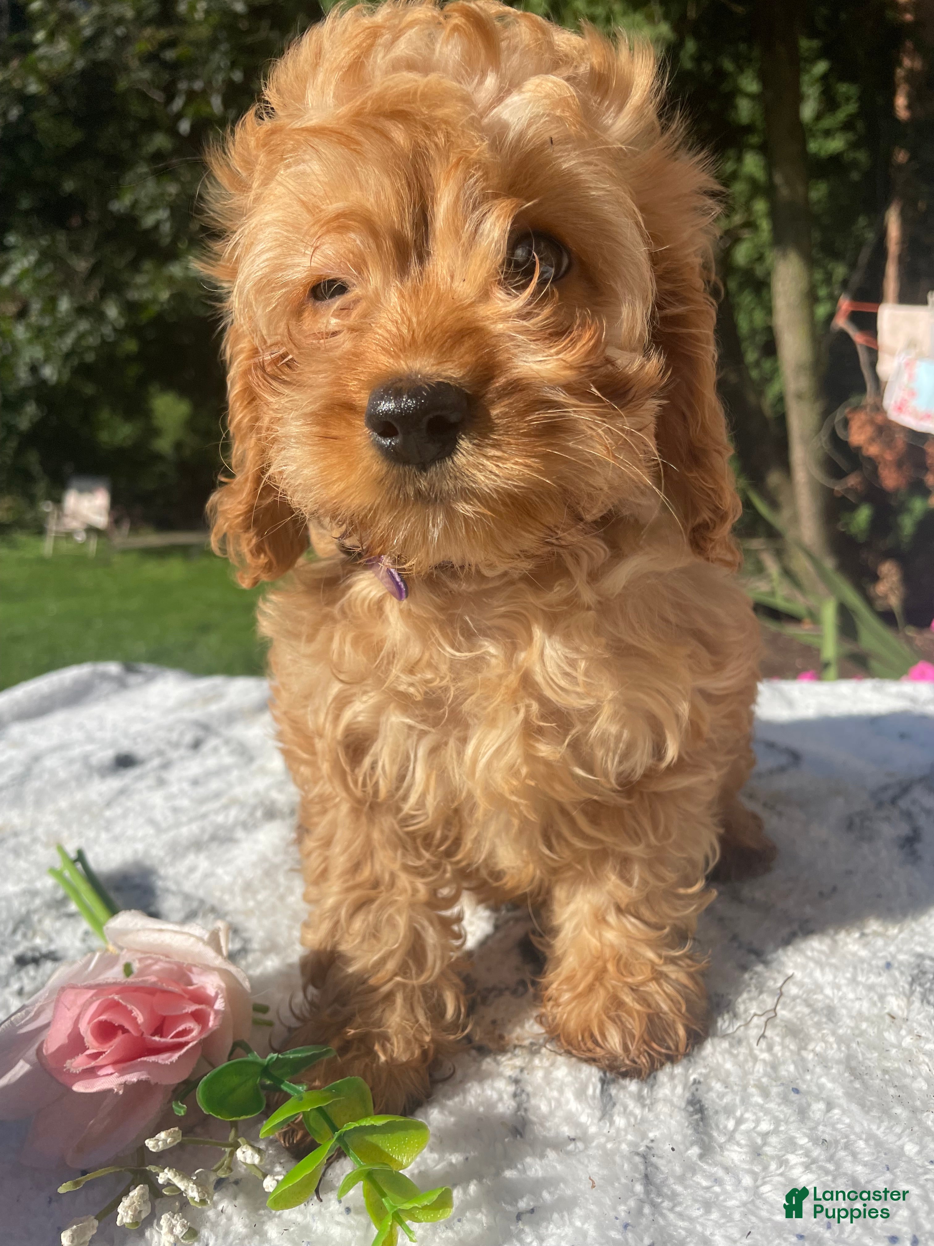 Cockapoo dogs Queen - Ad 31