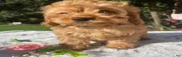 Cockapoo dogs for sale: Queen - Ad 1
