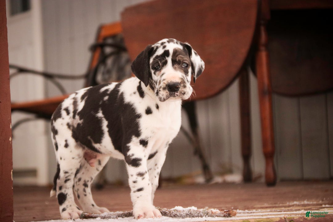 Great Dane dogs for sale: Gordon - Ad 10