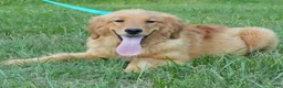 Golden Retriever dogs for sale: Koby - Ad 1