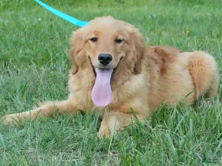Golden Retriever dogs Koby - Ad 29