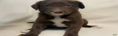 Mixed Breed 3