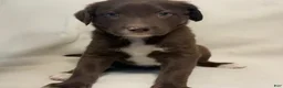 Mixed Breed dogs for sale: Mixed Breed 3 - Ad 1