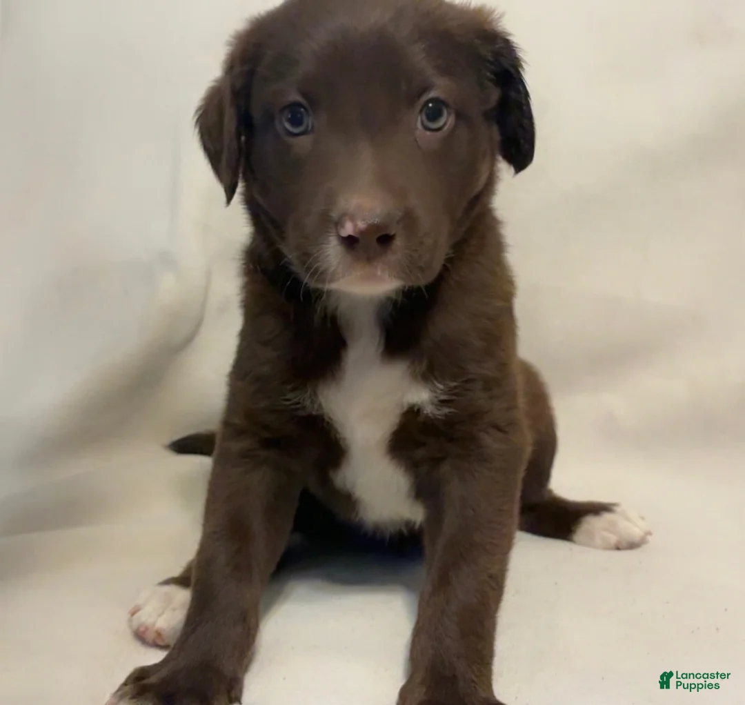 Mixed Breed dogs for sale: Mixed Breed 3 - Ad 1