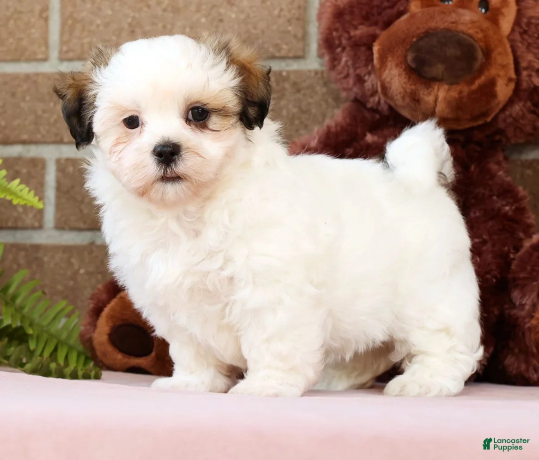 Malshi dogs for sale: Blossom - Ad 1