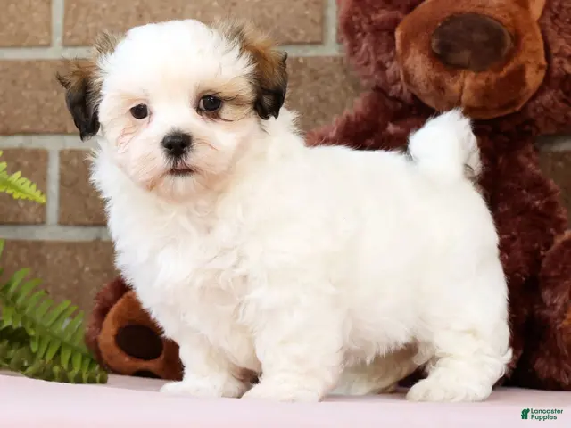 Malshi dogs for sale: Blossom - Ad 1