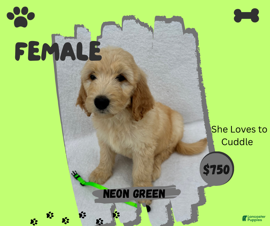 Goldendoodle dogs for sale: Goldendoodle 6 - Ad 4