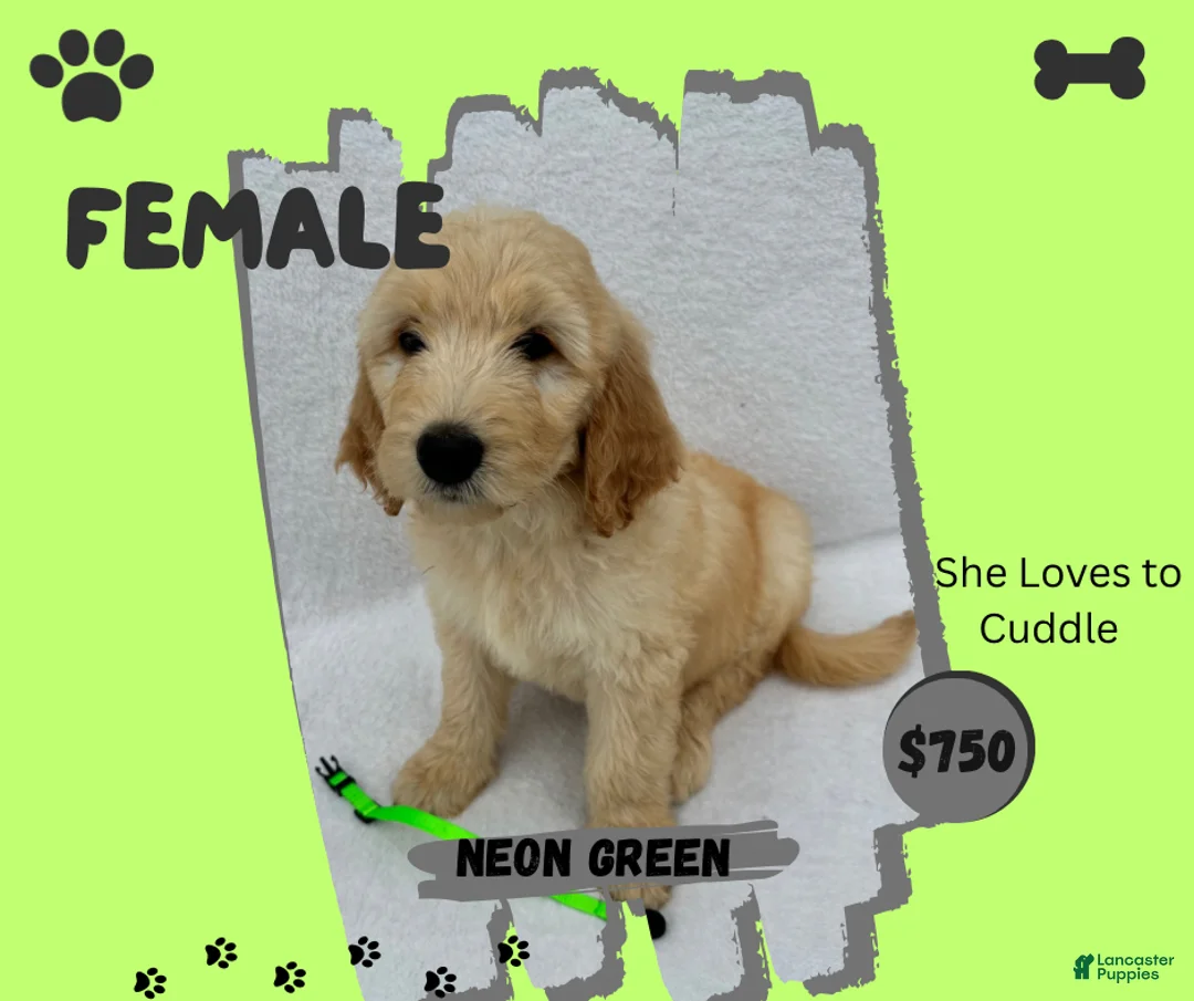 Goldendoodle dogs for sale: Goldendoodle 6 - Ad 1