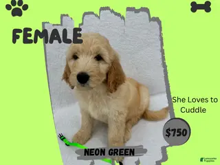 Goldendoodle dogs Goldendoodle 6 - Ad 14