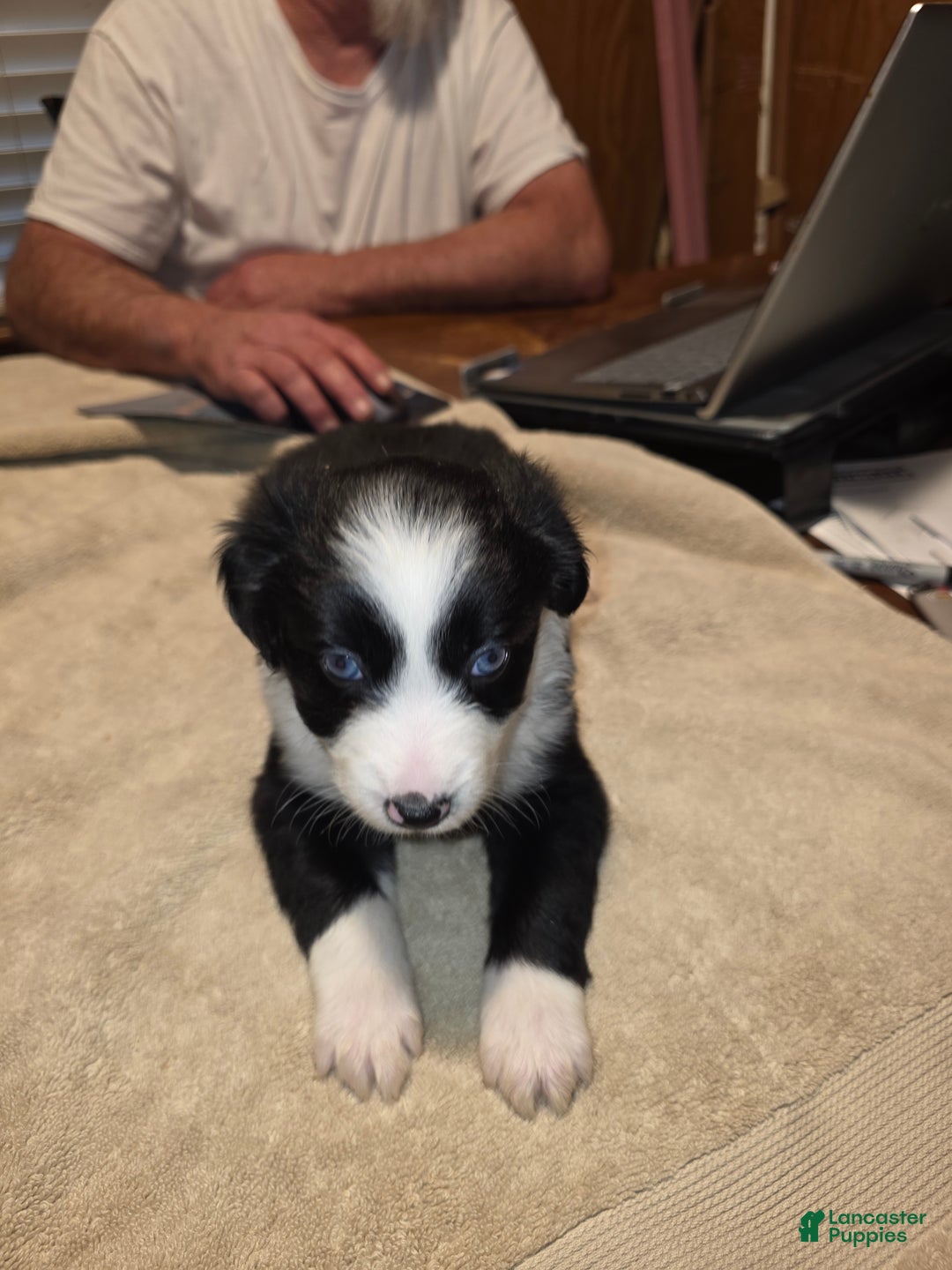 Miniature Australian Shepherd dogs for sale: Miniature Australian Shepherd Puppy 2 - Ad 1