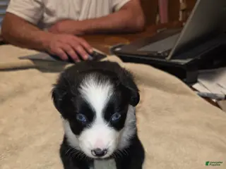 Miniature Australian Shepherd dogs Miniature Australian Shepherd Puppy 2 - Ad 19