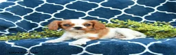 Cavalier King Charles Spaniel dogs for sale: Peanut Blossom - Ad 2
