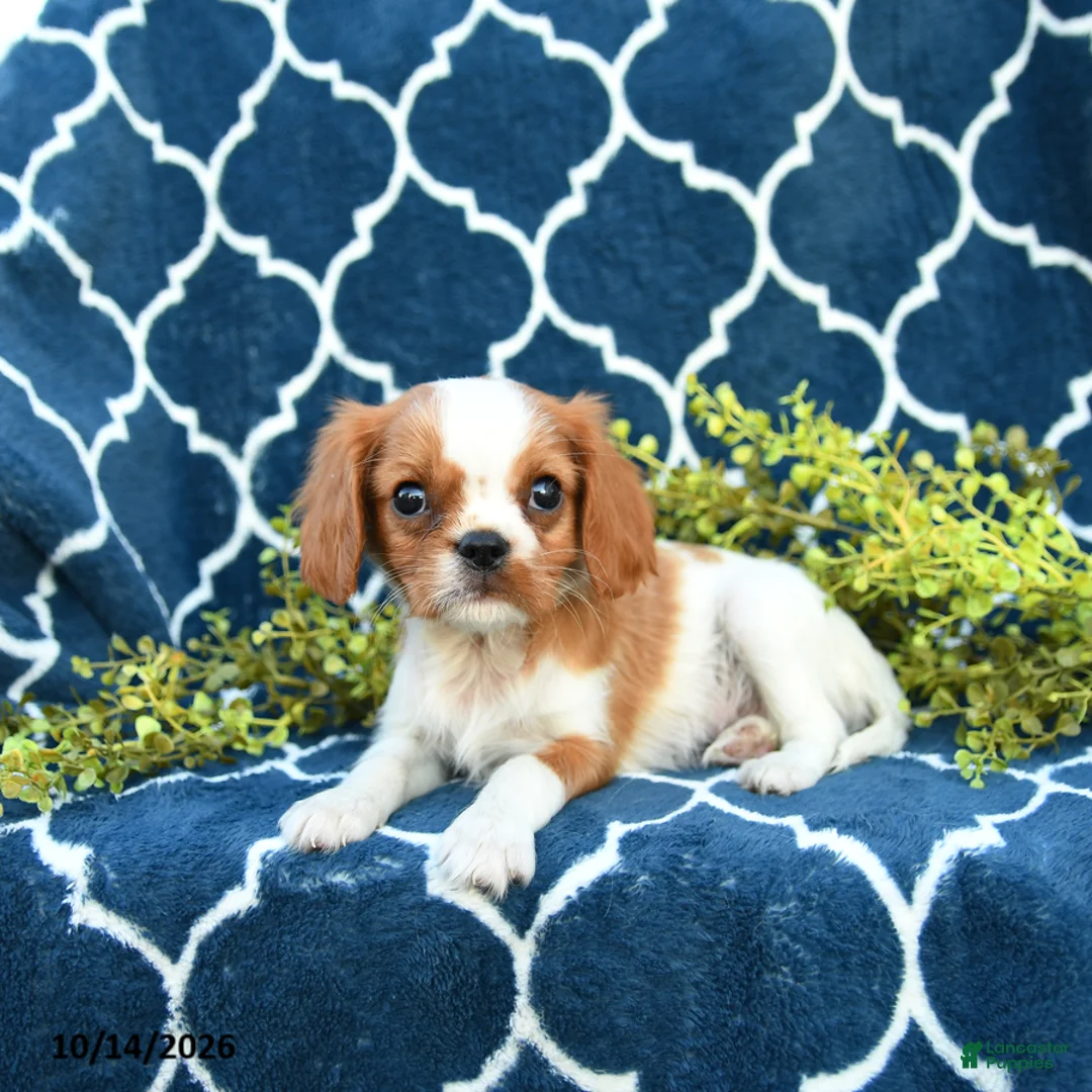Cavalier King Charles Spaniel dogs for sale: Peanut Blossom - Ad 2