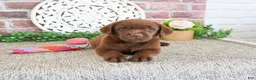 Labrador Retriever dogs for sale: Lillian - Ad 4