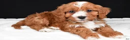 Cavapoo dogs for sale: Kim - Ad 11