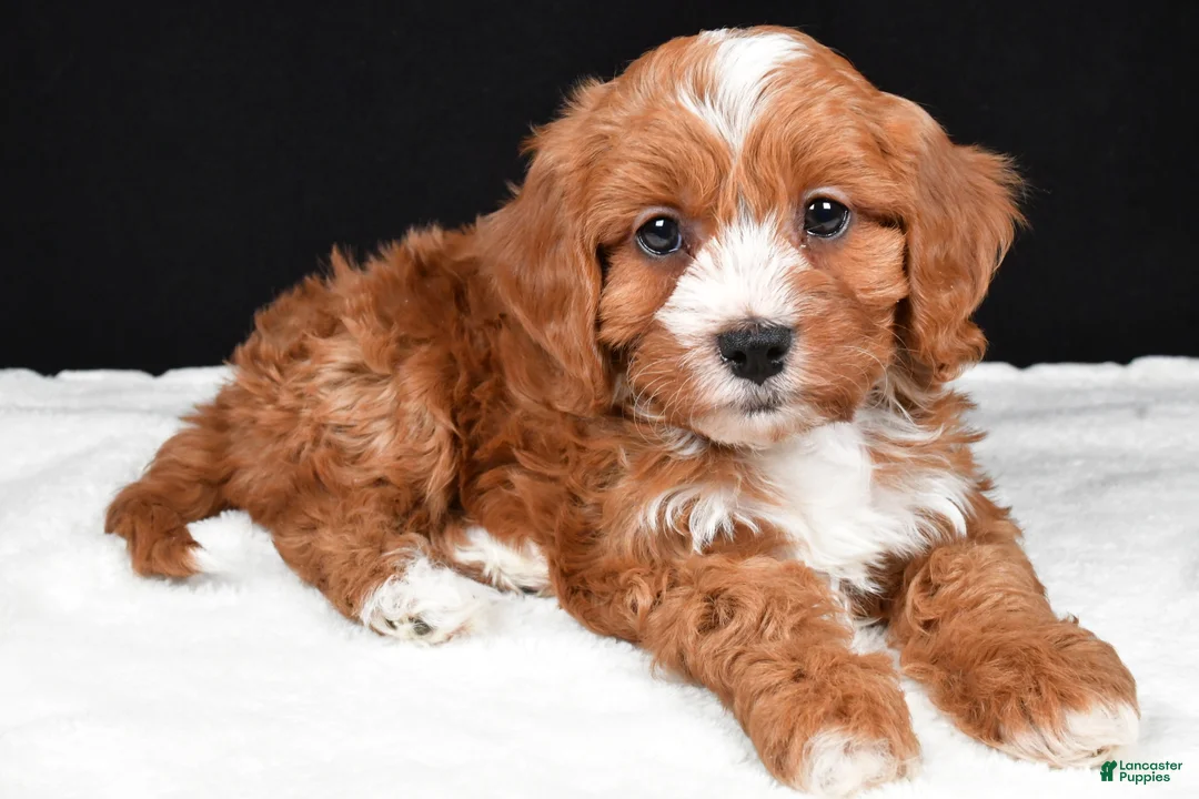 Cavapoo dogs for sale: Kim - Ad 11