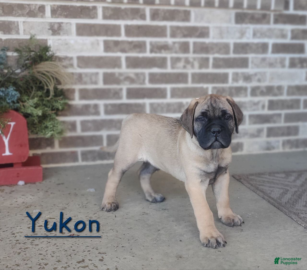 Bullmastiff dogs Yukon - Ad 2